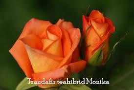 trandafir teahibrid