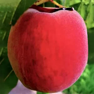Pom fructifer Piersic Red heaven