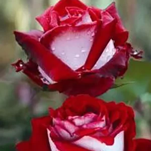 Trandafir teahibrid Osiria